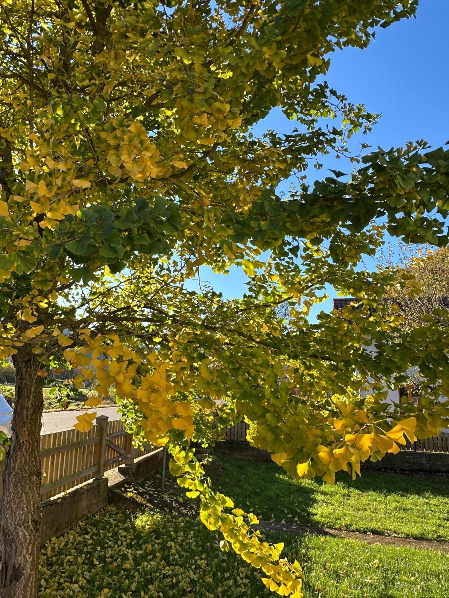 Ferienhaus Ginkgo Biloba Malsbenden Εξωτερικό φωτογραφία